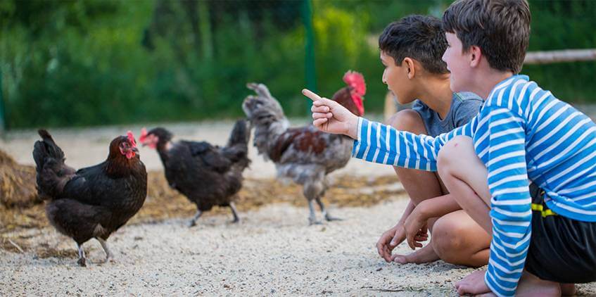 Boys with chicken