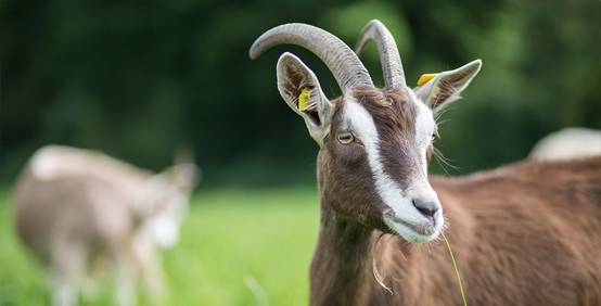 Goats in nature