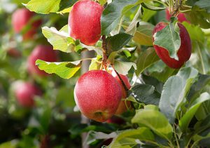 Michaelshof Sammatz | 1. Sammatzer Apfeltag