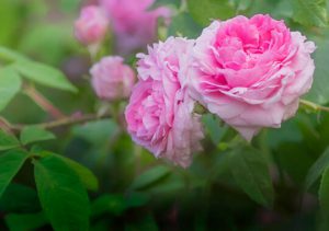 Michaelshof Sammatz | Gewinnspiel Einsendeschluss