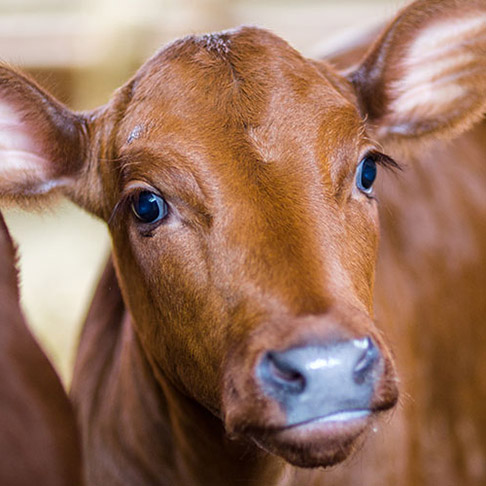 Michaelshof Sammatz | Erlebnistage | Unser Arche-Hof stellt sich vor 2