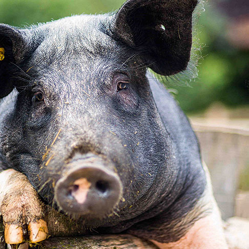 Michaelshof Sammatz | Erlebnistage | Unser Arche-Hof stellt sich vor 3