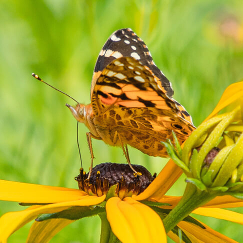 Michaelshof Sammatz | Erlebnistage | Naturtage 2